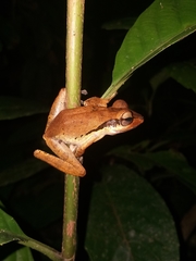 Polypedates macrotis