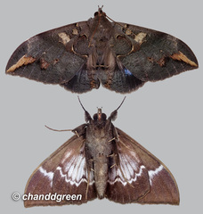 Ischyja ferrifracta