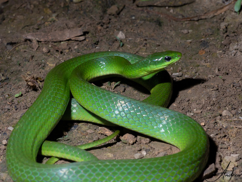 Chinese Green Snake