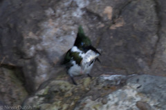 Chloroceryle amazona