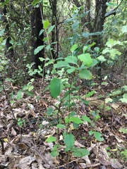 Berberis glaucocarpa