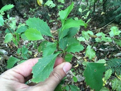 Berberis glaucocarpa