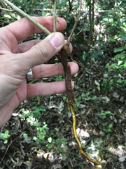 Berberis glaucocarpa