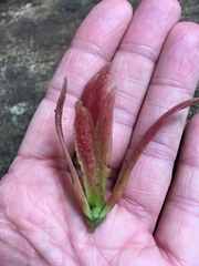 Dipterocarpaceae