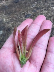 Dipterocarpaceae