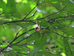 Pseuduvaria mulgraveana