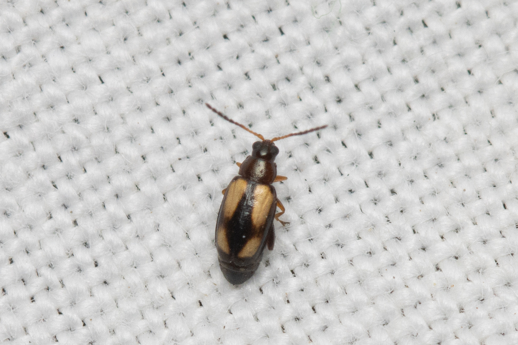 Phyllotreta lativittata