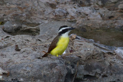 Pitangus sulphuratus