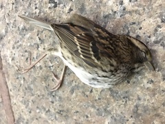 Zonotrichia albicollis