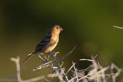 Sporophila morelleti