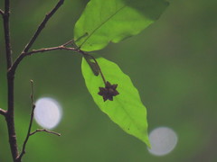 Pseuduvaria mulgraveana