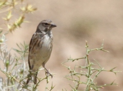 Linaria cannabina cannabina