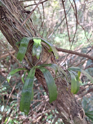 Subtropical Moustache Orchid (Aerangis mystacidii)