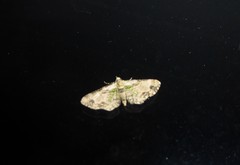 Chloroclystis sphragitis