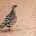 Sandgrouse - Photo (c) Sergey Yeliseev, some rights reserved (CC BY-NC-ND)
