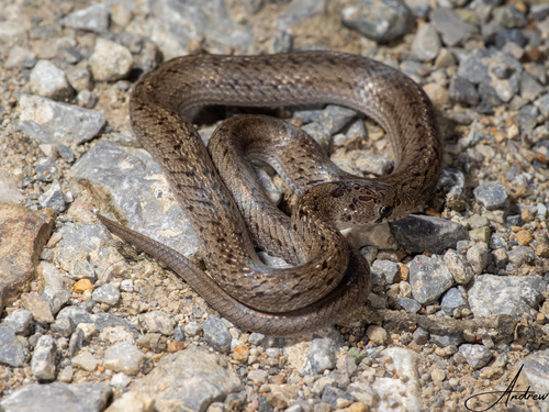 Taiwan Kukri Snake