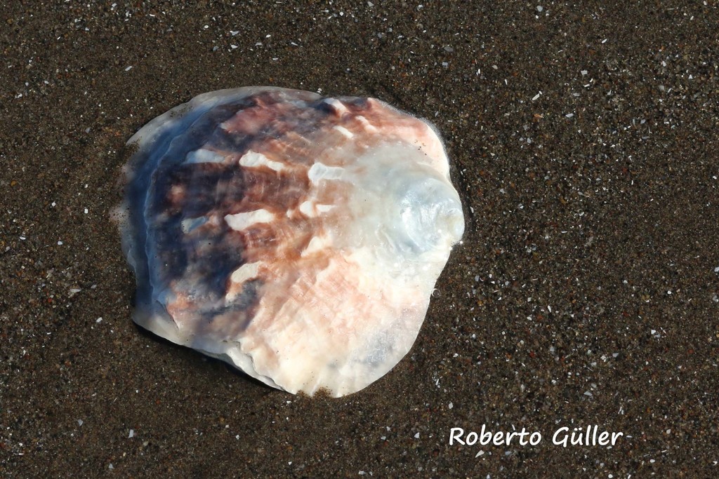 Puelchean Oyster