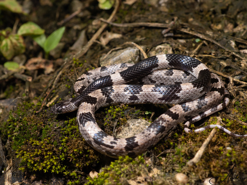 Painted Wolf Snake