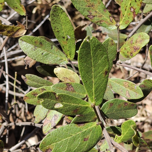 Senna rugosa, photograph 4