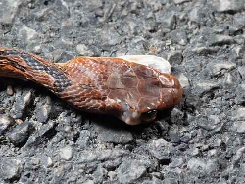 Kelung Cat Snake