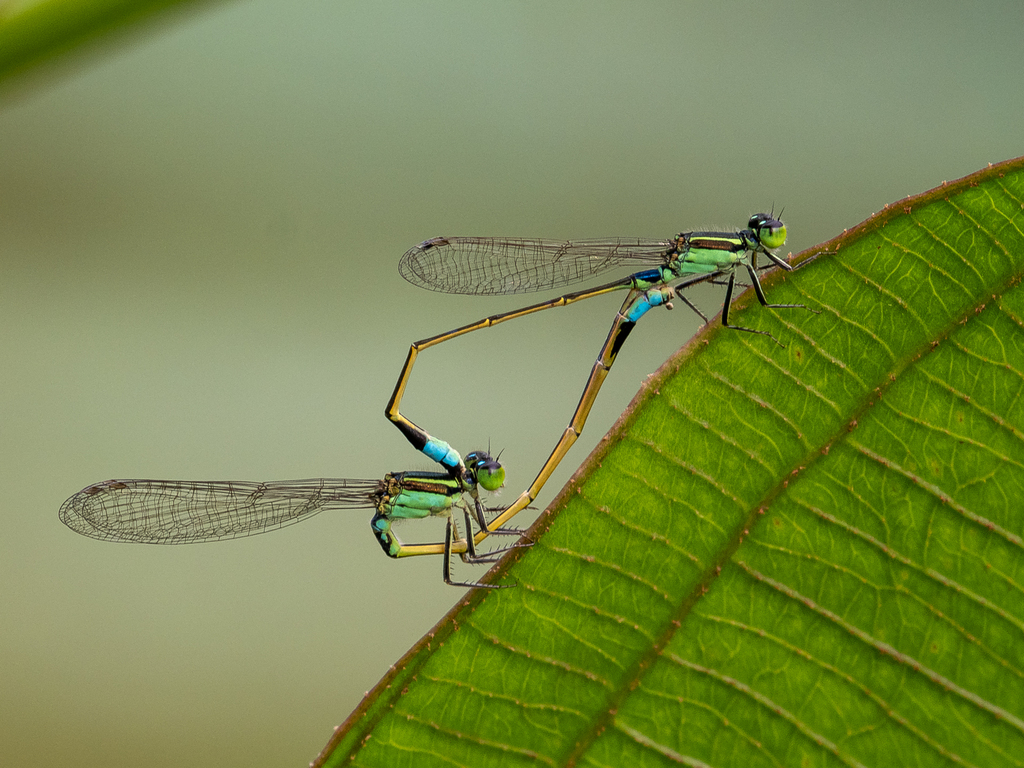 Tropical Bluetail