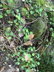 Brachyglottis sciadophila