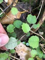 Brachyglottis sciadophila