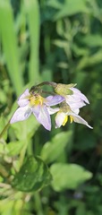 Solanum chenopodioides