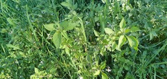Solanum chenopodioides