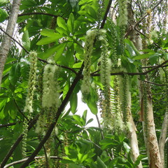 Barringtonia calyptrata