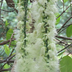 Barringtonia calyptrata