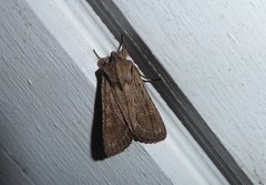 Ichneutica averilla