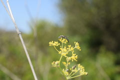 Meria tripunctata