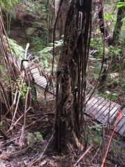 Cyathea medullaris