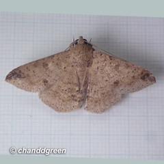 Ericeia subcinerea