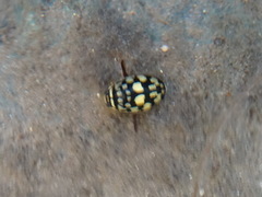 Thermonectus marmoratus