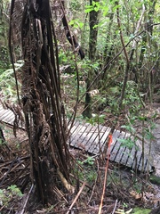 Cyathea medullaris