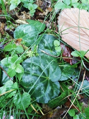 Cyclamen