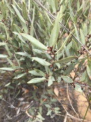 Euclea acutifolia