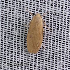 Paralithosia shaowuica