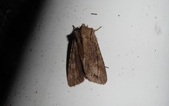 Ichneutica averilla