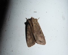 Ichneutica averilla