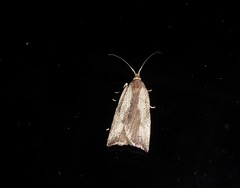 Planotortrix notophaea