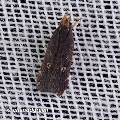 Pexicopia melitolicna