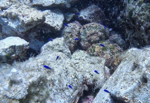 Chromis chromis