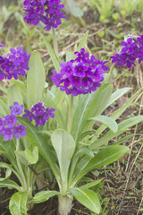 Primula macrophylla