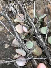 Adromischus