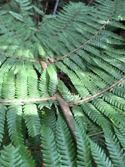 Cyathea dealbata