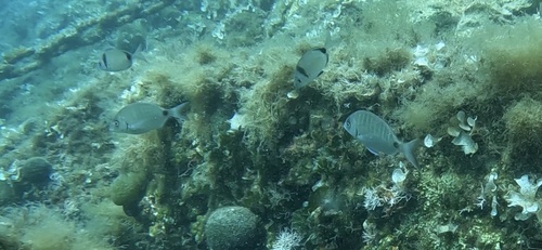 Diplodus sargus