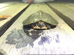 Notochelys platynota